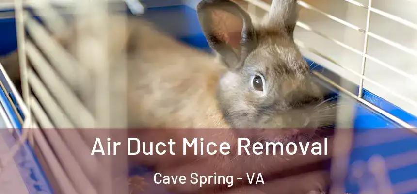 Air Duct Mice Removal Cave Spring - VA